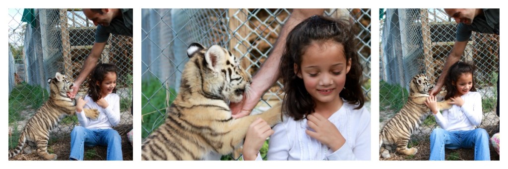 Making sure the playful tiger doesn't chew on my little girl's ear. :)