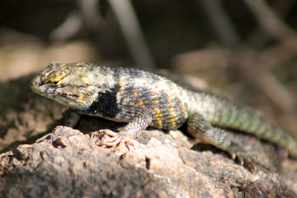 lizard at the desert botanical gardens Phoenix Scottsdale