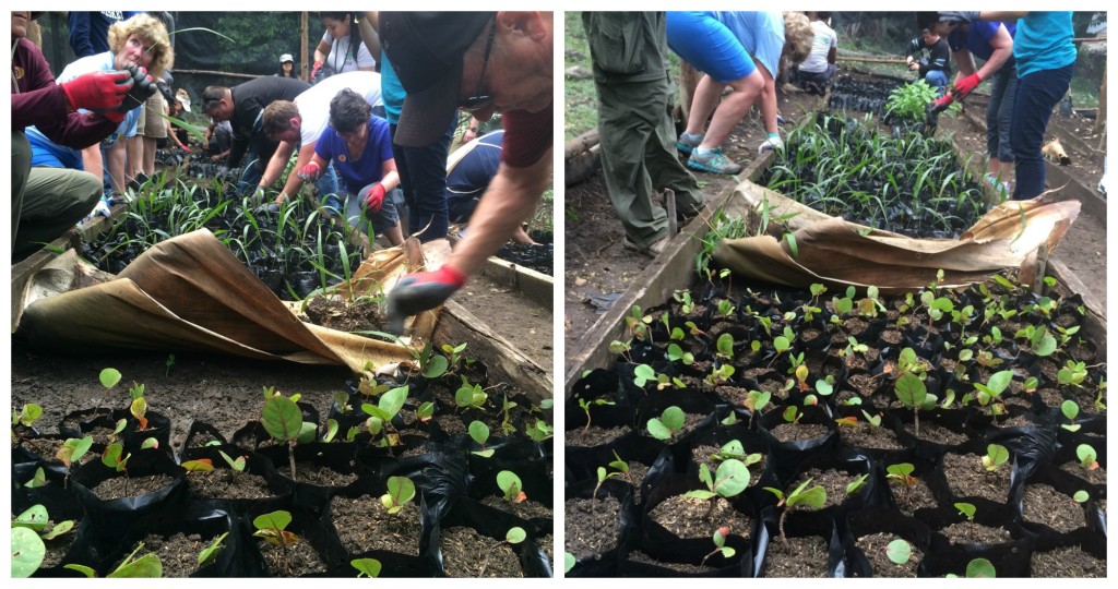 reforestation in Puerto Plata with Fathom