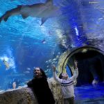Sea Life Aquarium