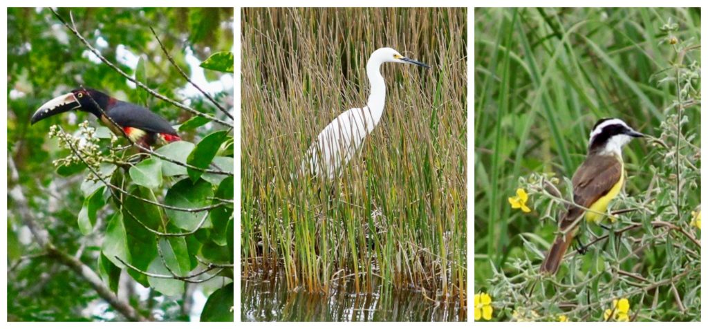 birds of Guatemala's Peten region