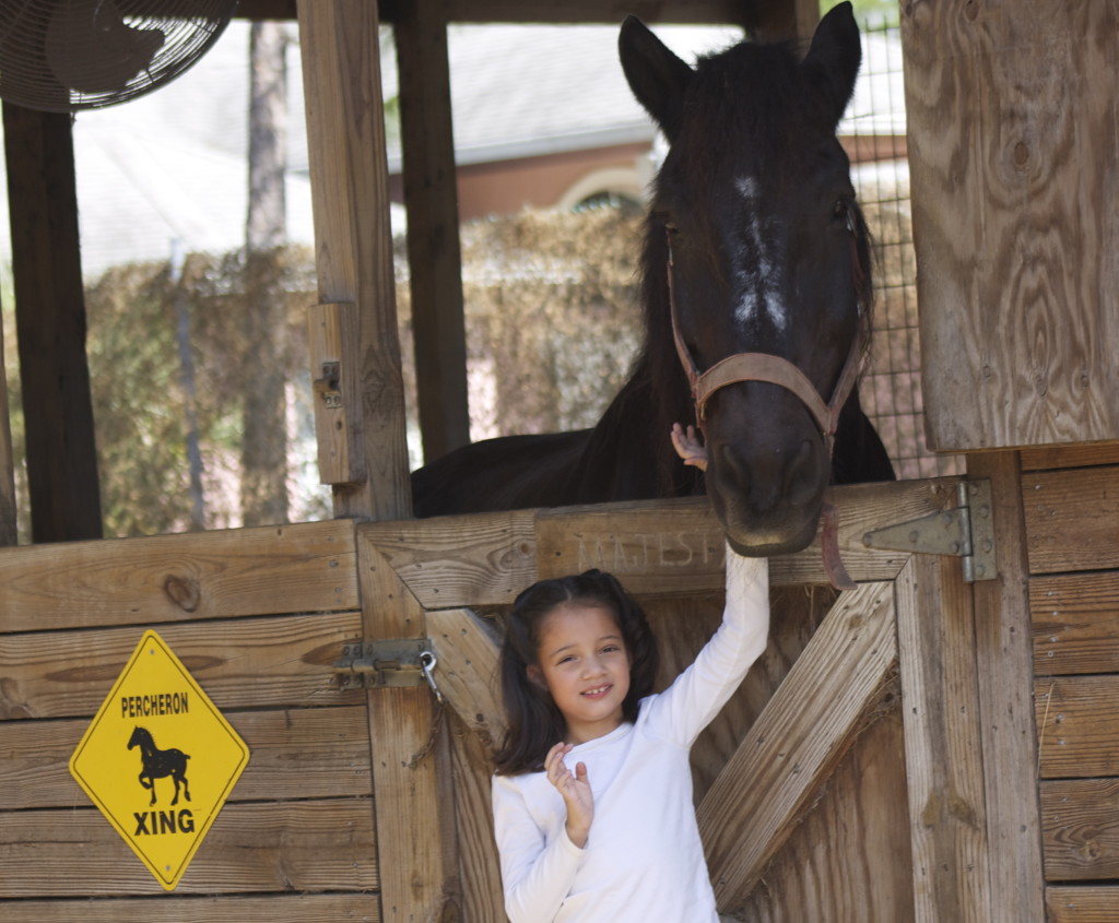 Maggie the Percheron horse at Kowiachobee Animal Preserve