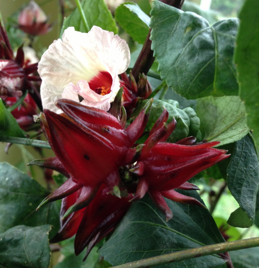 The hibiscus flowers in my mother in law's back yard. See the big red calyses? Those are the ones you need to dry and boil. 