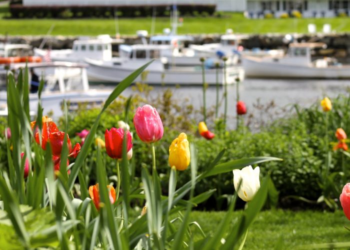 Ogunquit Maine in the spring. tulips flowers picturesque town