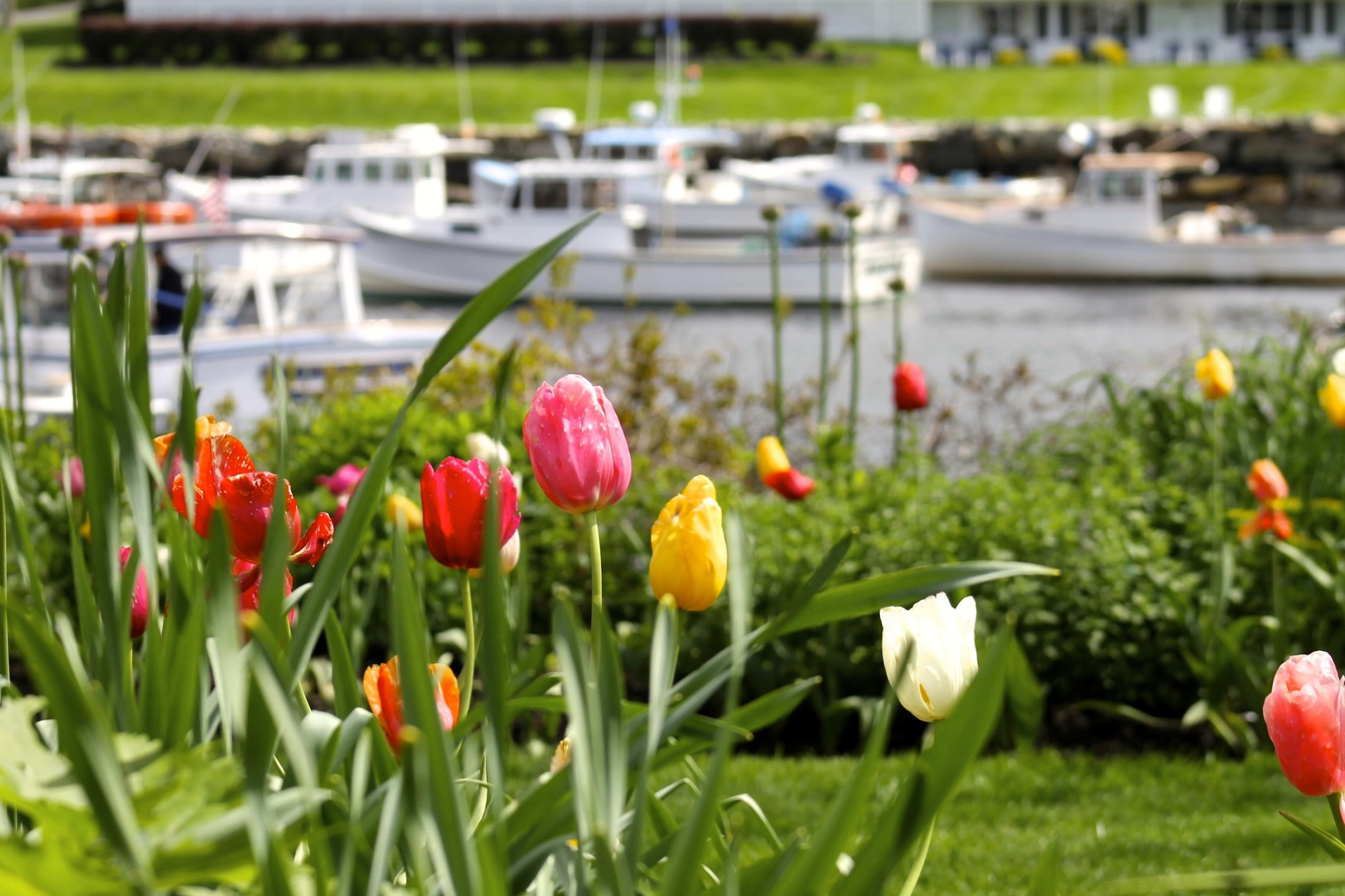 Ogunquit Maine in the spring. tulips flowers picturesque town