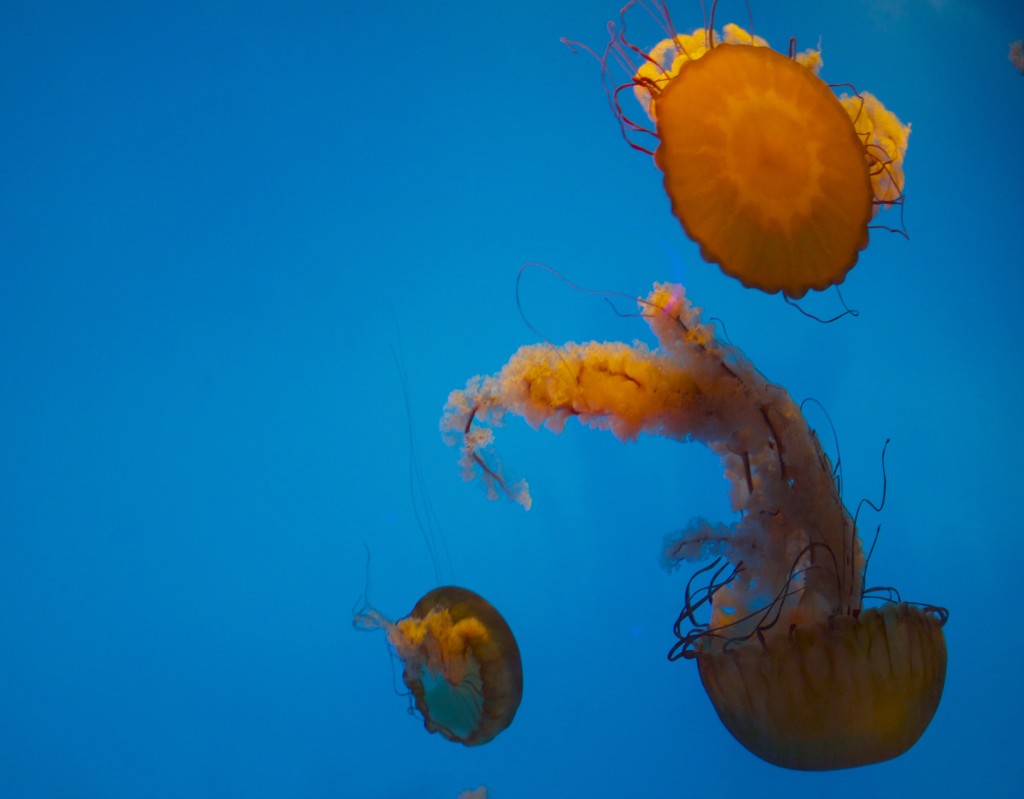 jelly fish at the National Aquarium in Baltimore