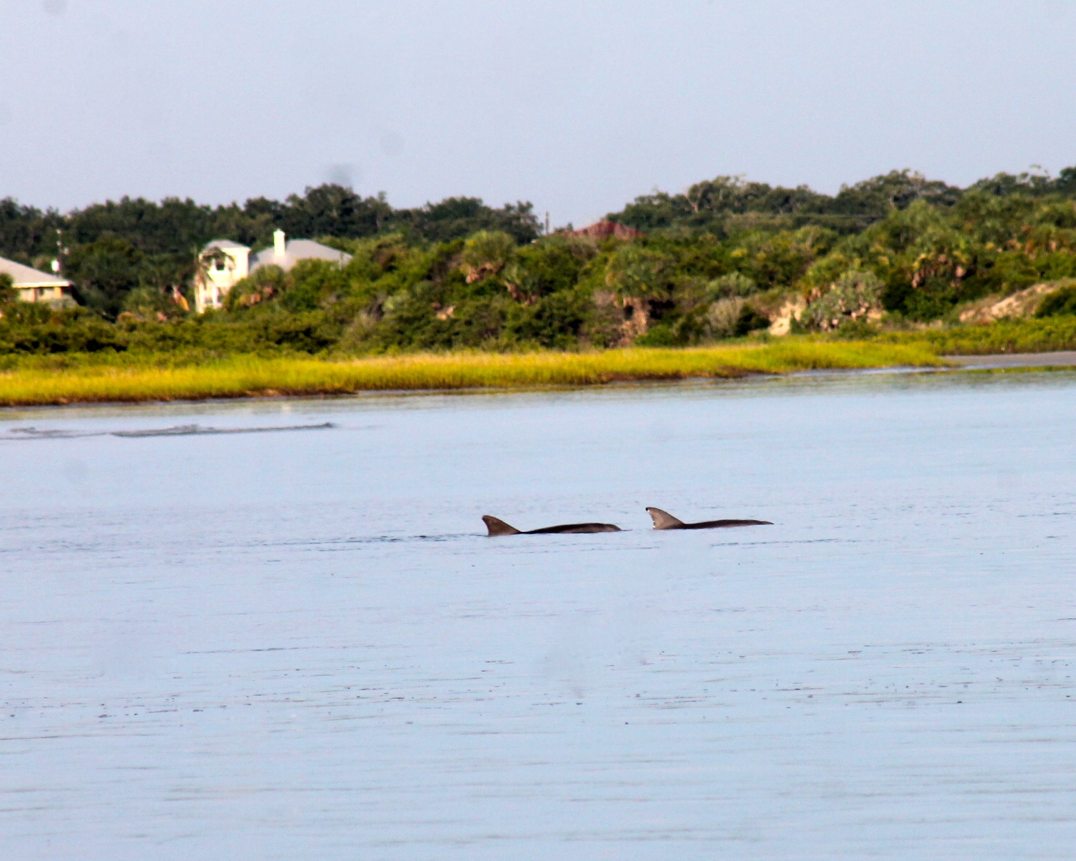 dolphins at New Smyrna beach