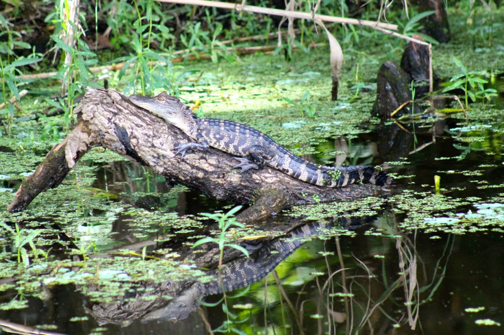 alligator in St Johns River Florida