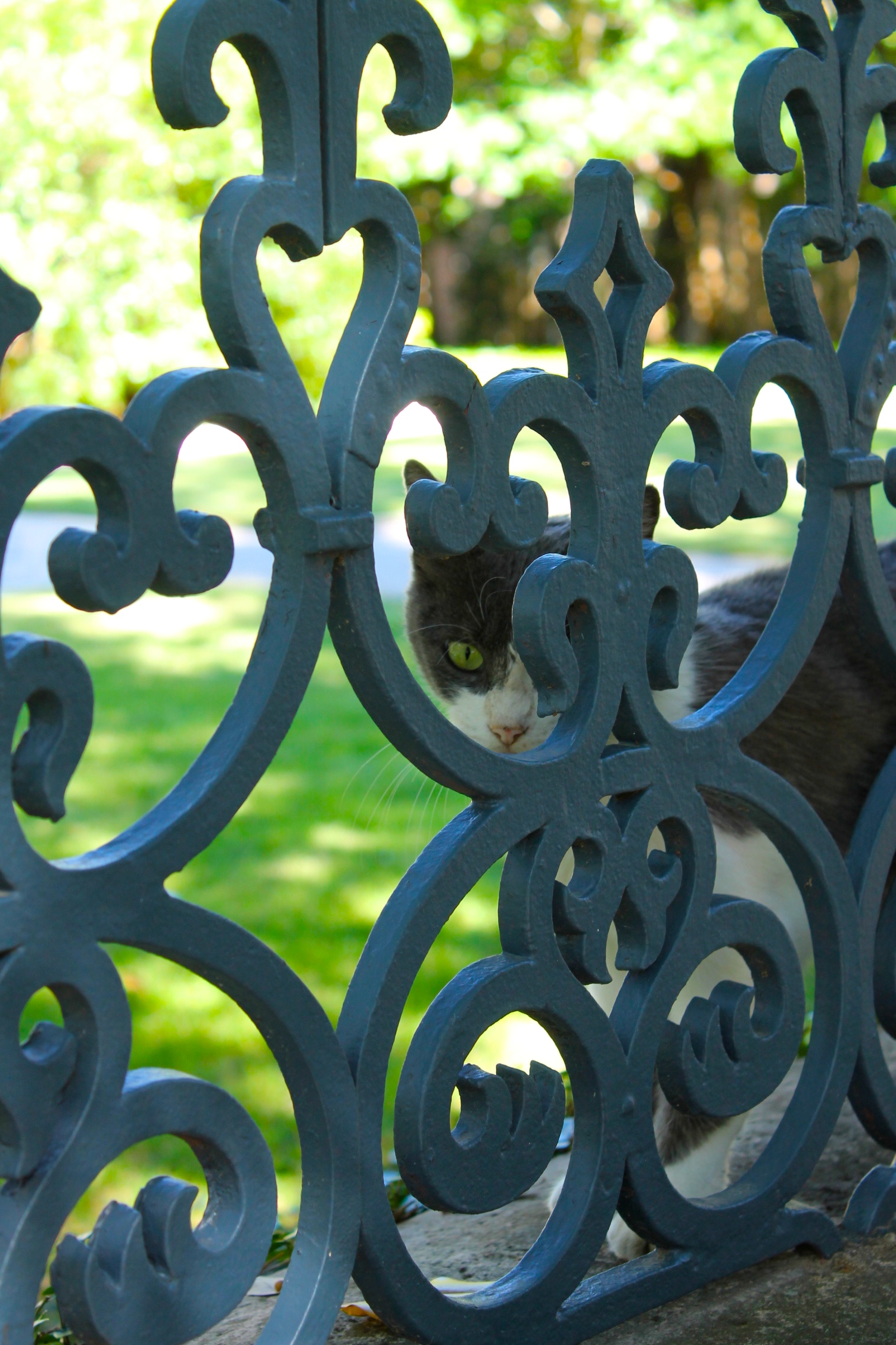 cat behind wrought iron fence San Antonio 