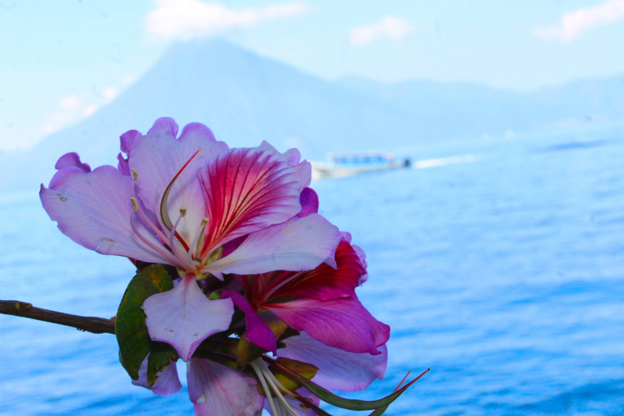 flower in front of Lake Atitlan, Guatemala