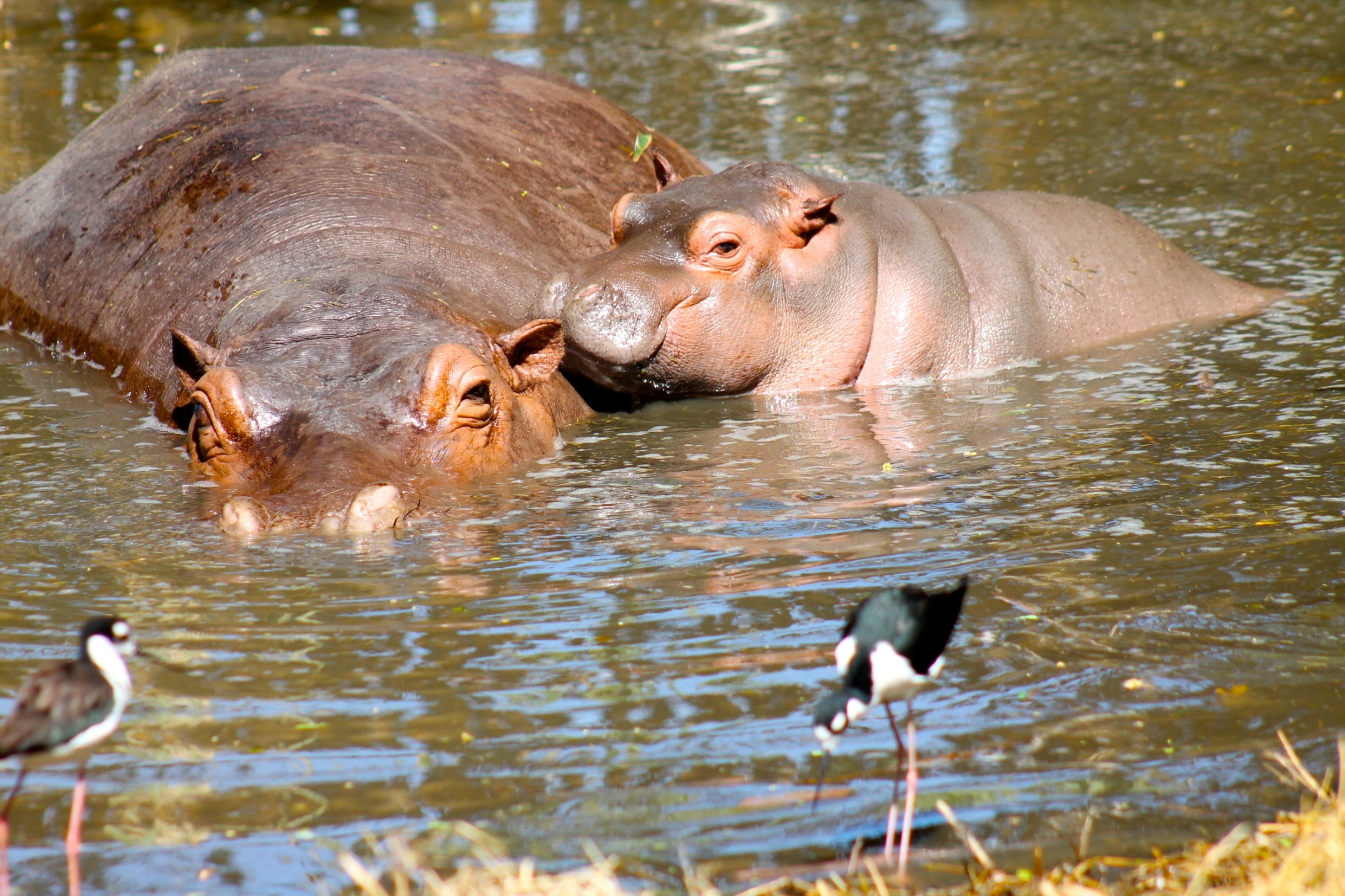 bay hippo at Auto Safari Chapin Guatemala