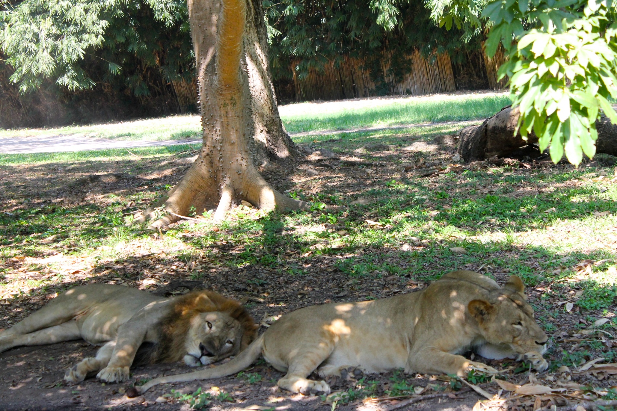 lions at Auto Safari Chapin Guatemala