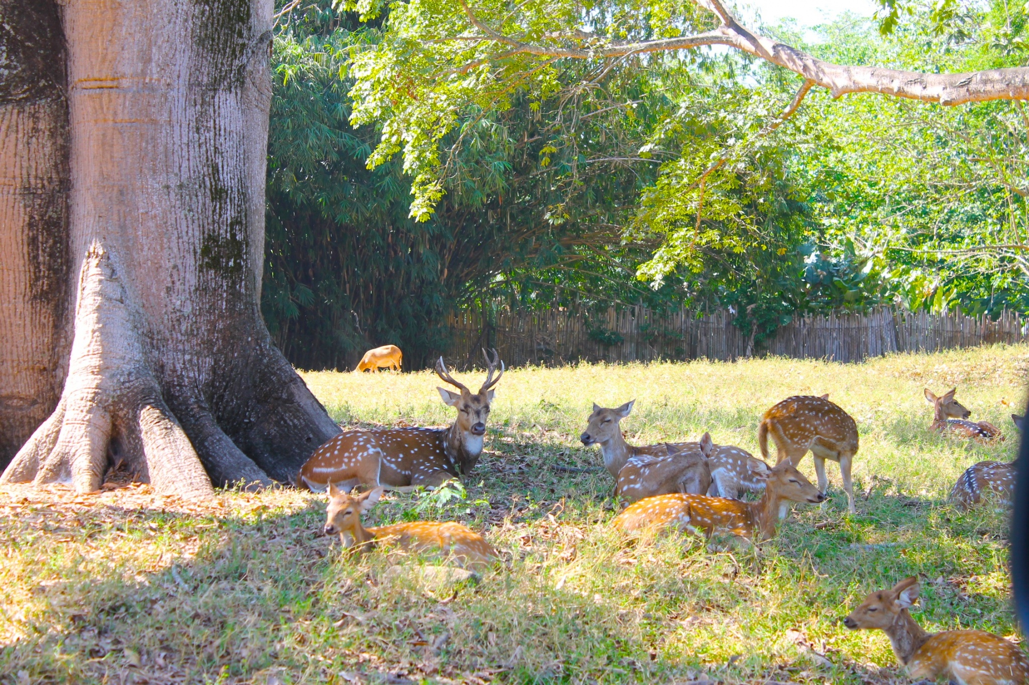 deer herd at Auto Safari Chapin Guatemala