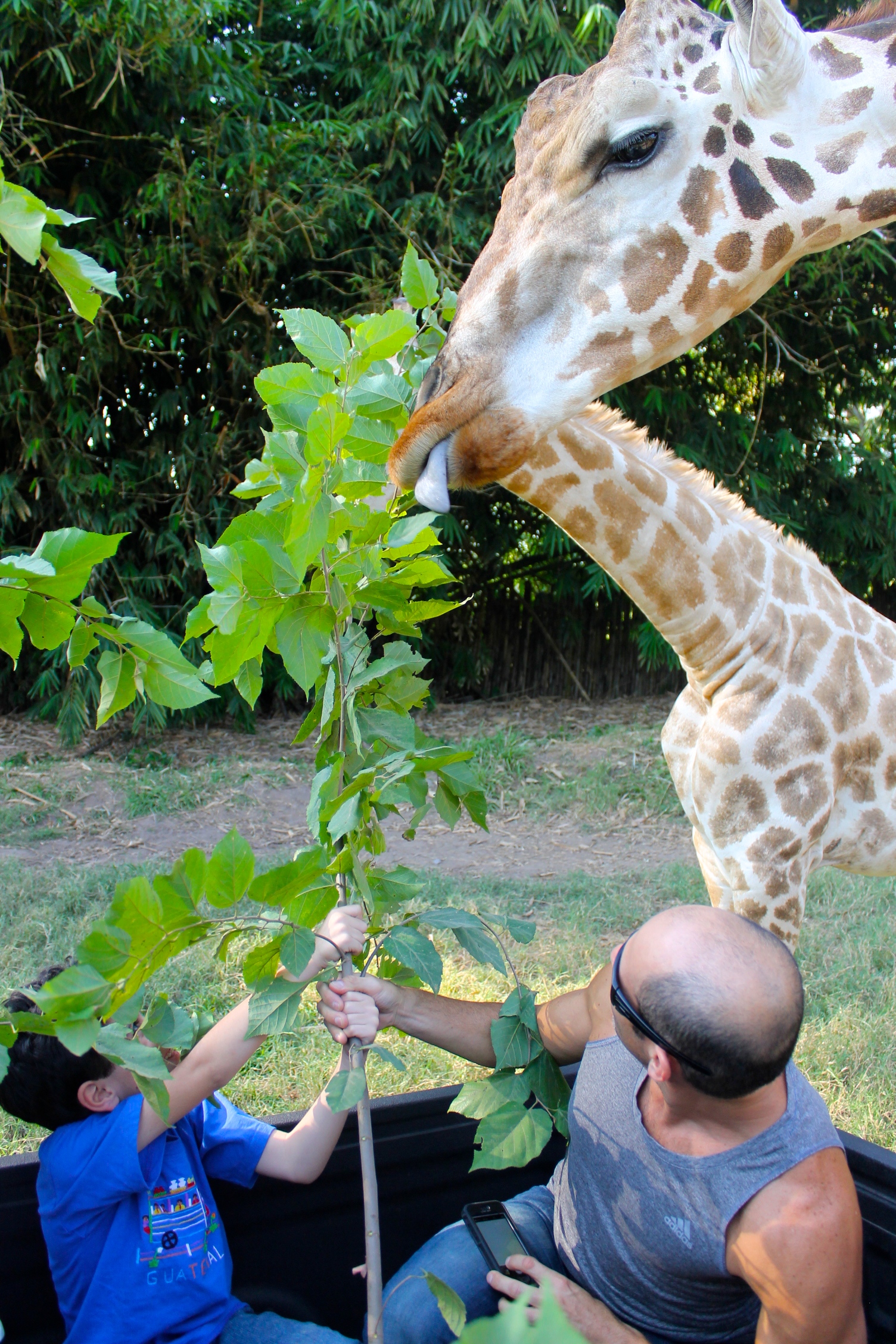 feeding giraffes at Auto Safari Chapin