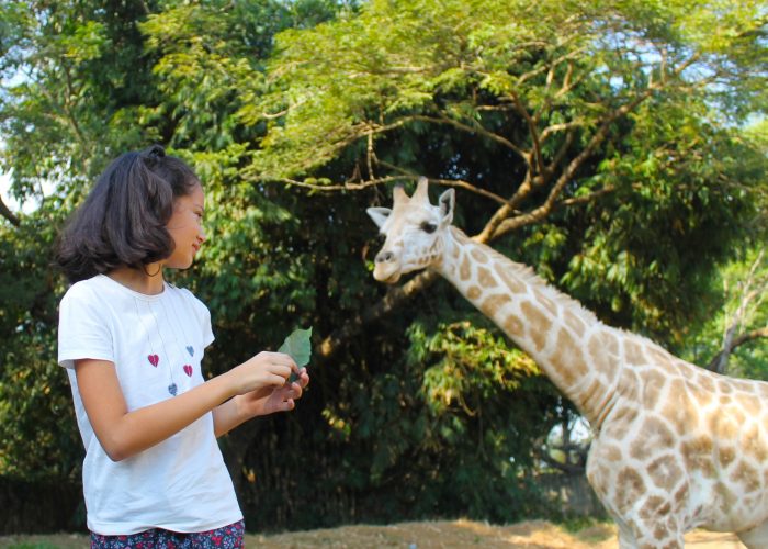 Feeding giraffes at Auto Safari Chapin in Guatemala