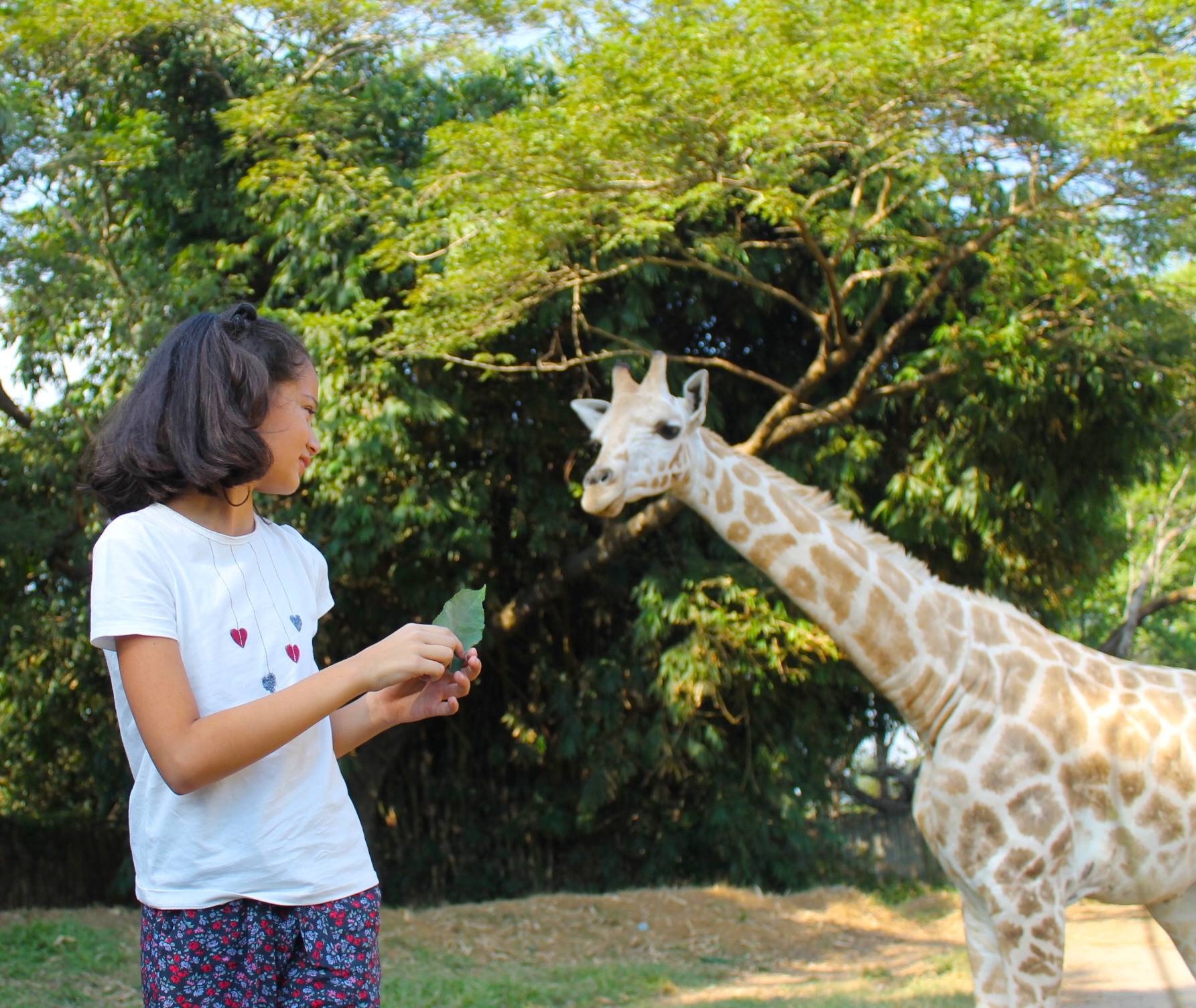 Feeding giraffes at Auto Safari Chapin in Guatemala