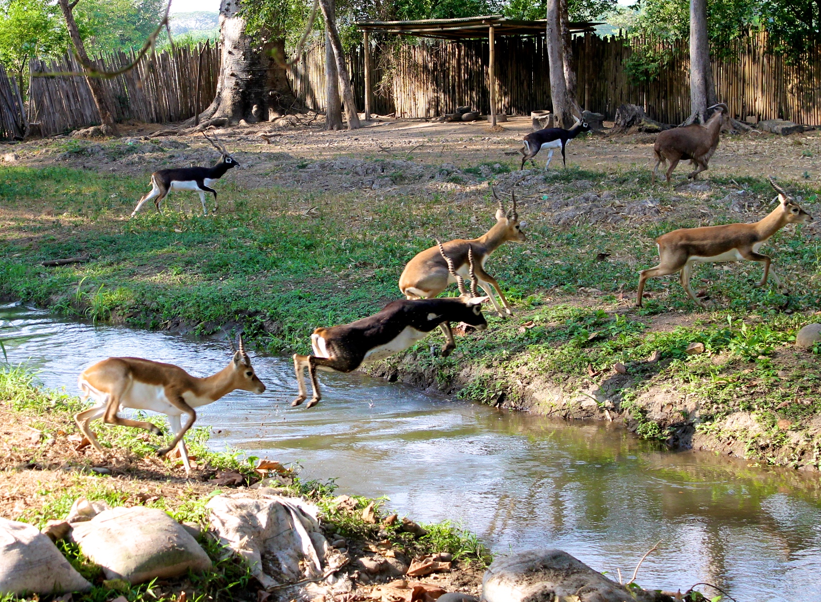 deer jumping a creek Autosafari Chapin Guatemala