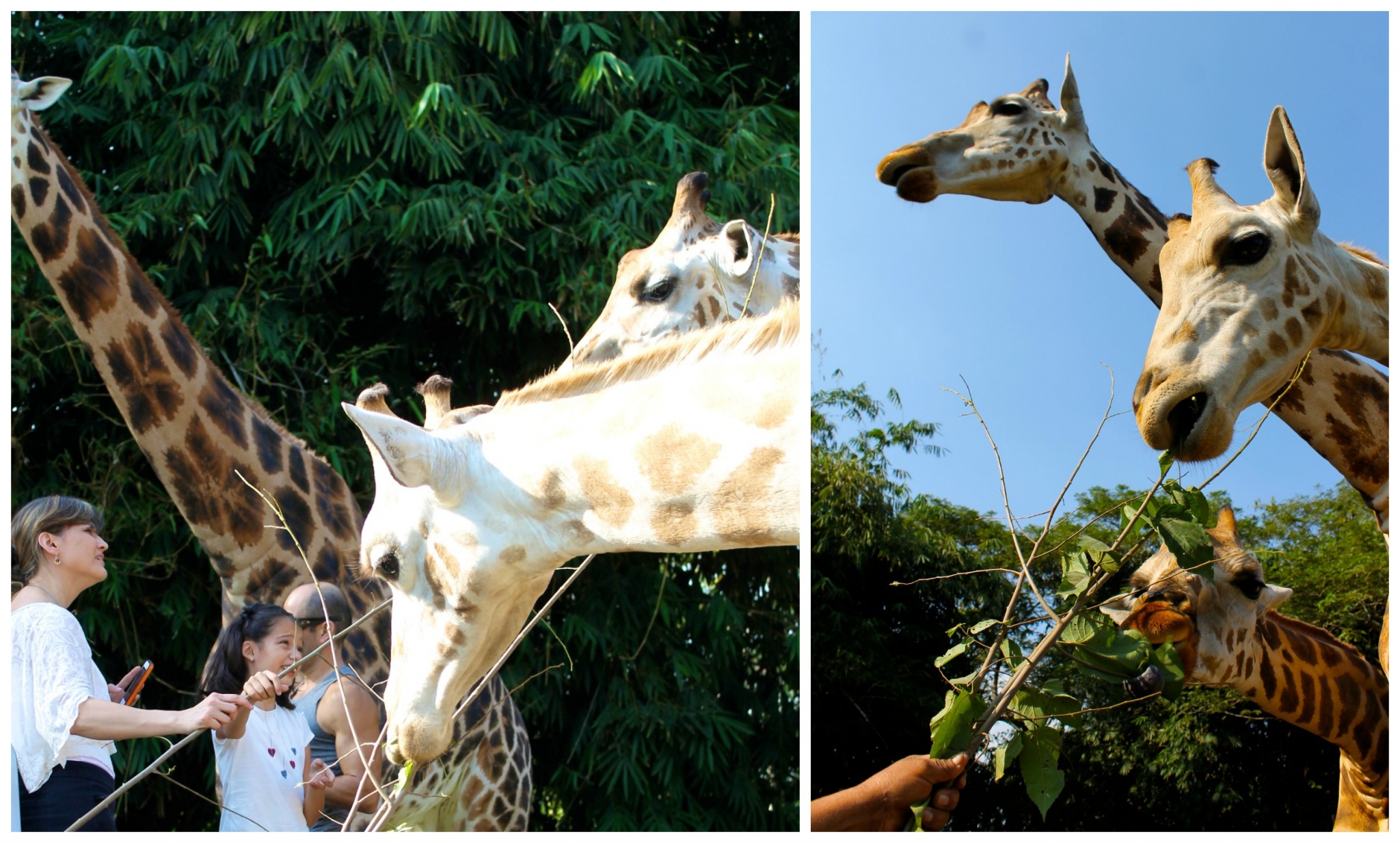 feeding giraffes at Auto Safari Chapin
