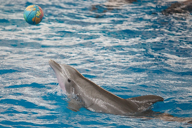 dolphins at Baltimore National Aquarium