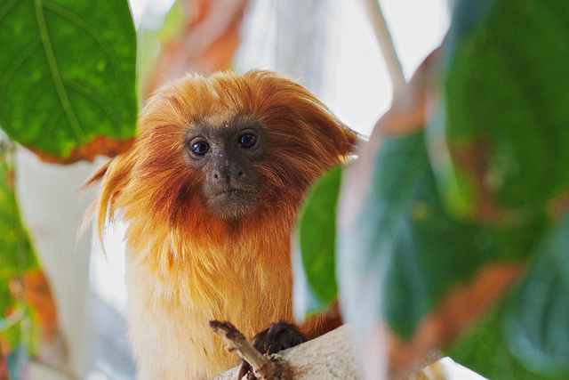 golden tamarin monkey at Baltimore Aquarium