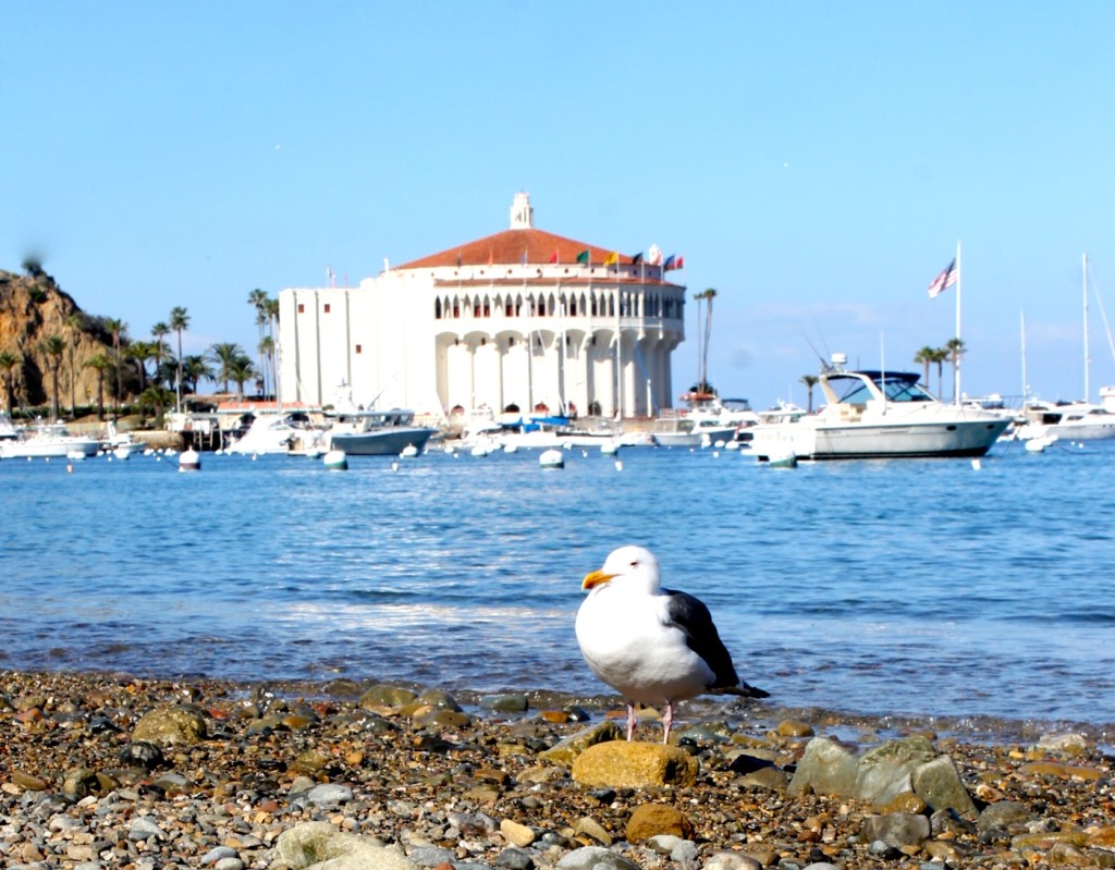 Avalon Casino view from the beach