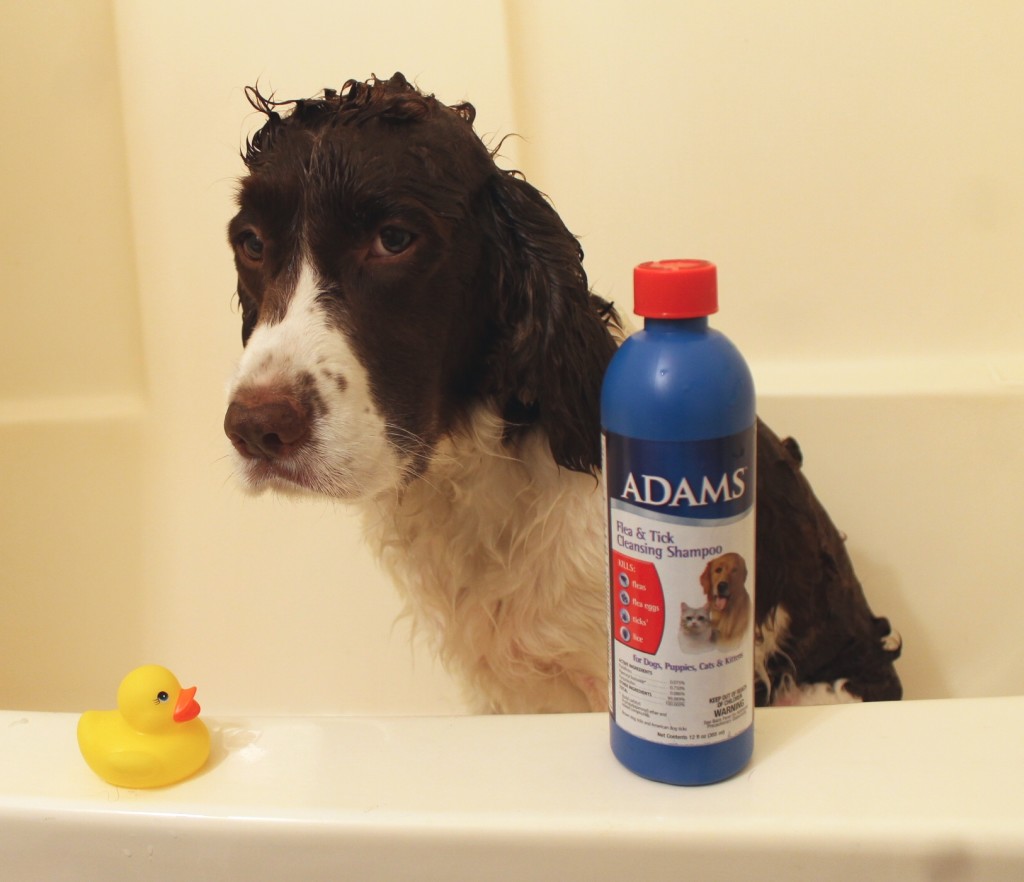 dog bath in the tub Springer Spaniel