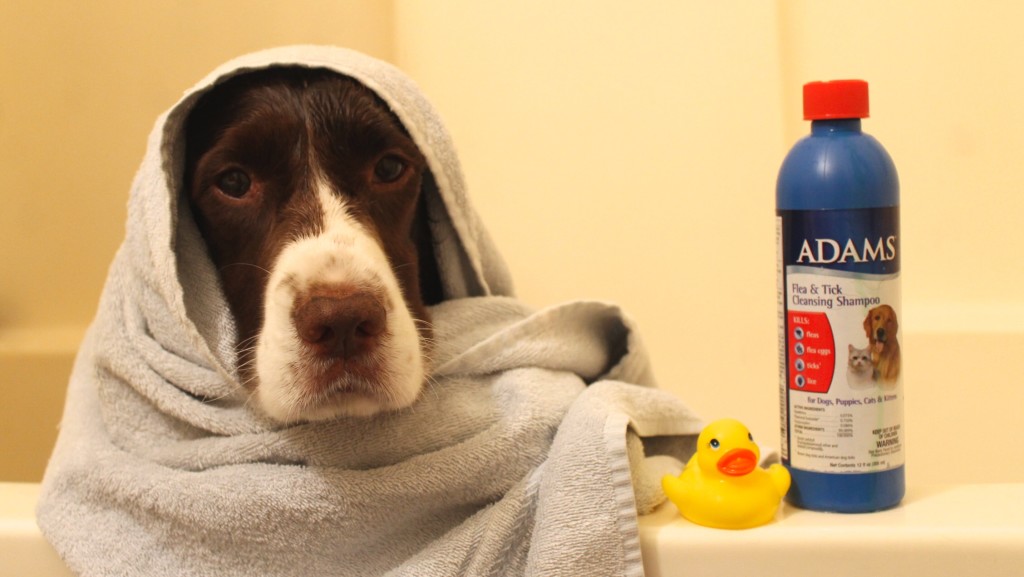 dog bath in the tub Springer Spaniel