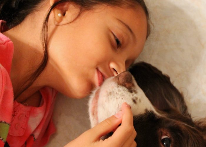 girl kissing her dog , Springer Spaniel