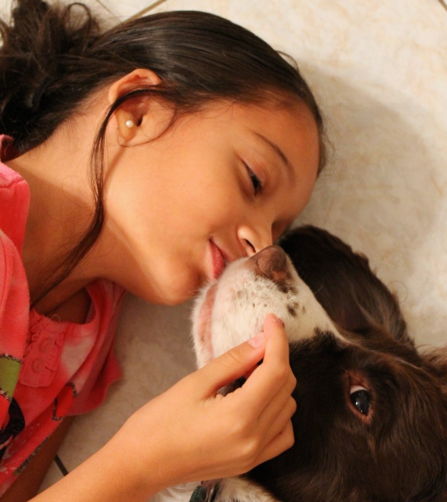 girl kissing her dog , Springer Spaniel