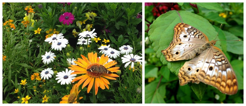 butterflies at the Tinker Bell Butterfly house