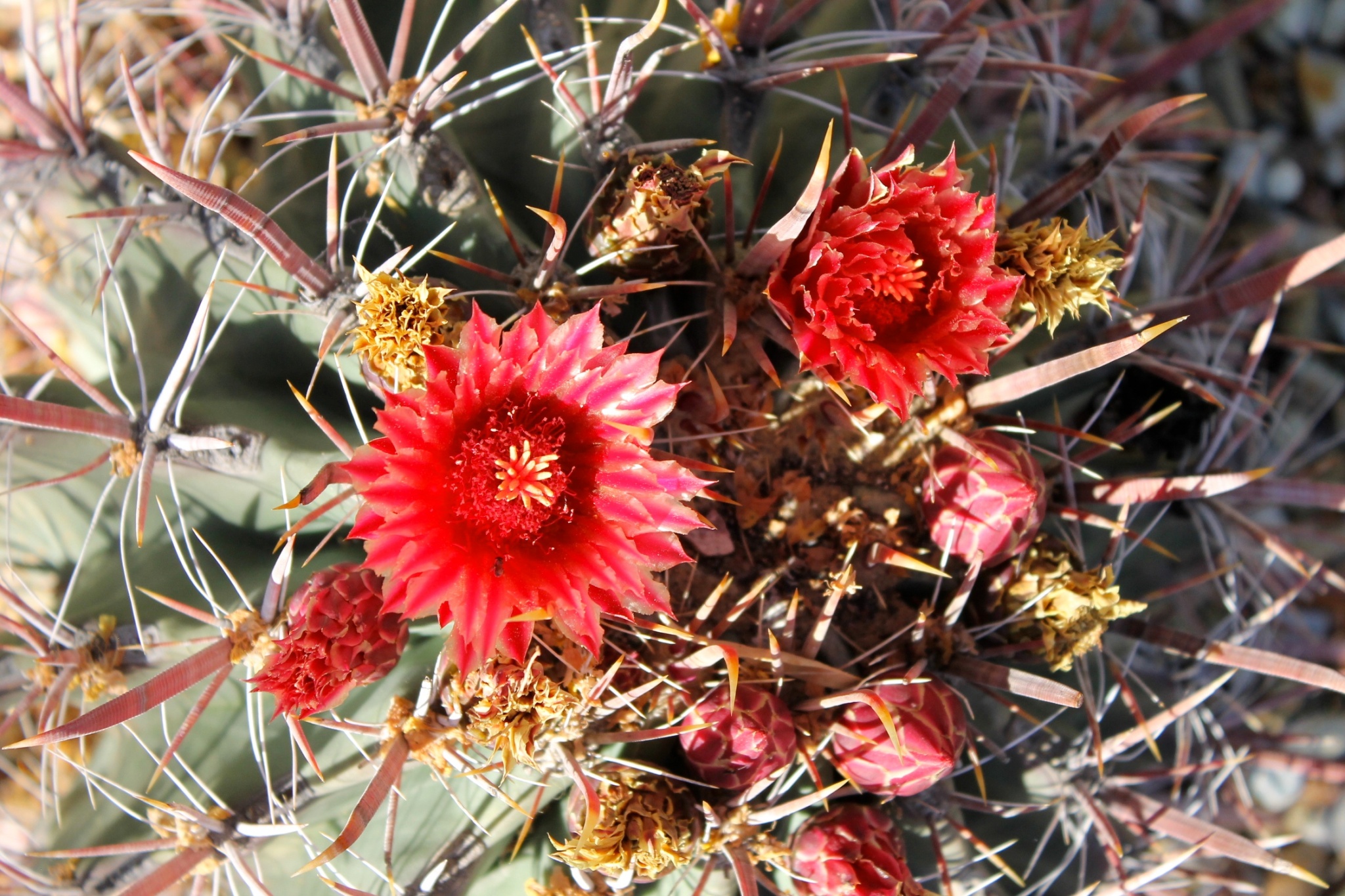 blooming cactus desert botanical gardens Phoenix Scottsdale