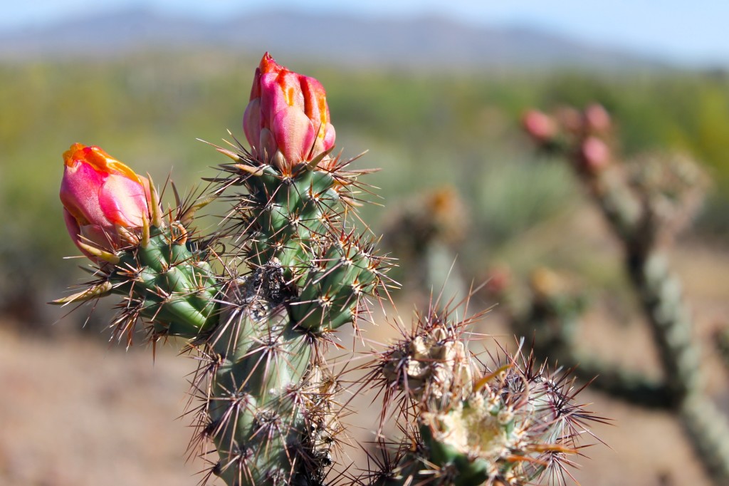 blooming cactus Sonora desert Scottsdale