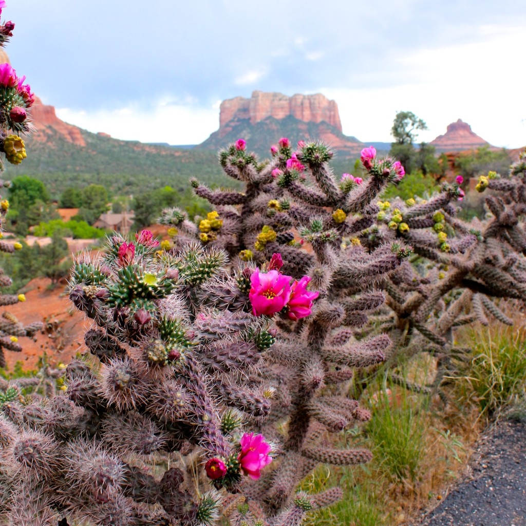 flowering cactus and Sedona red rocks