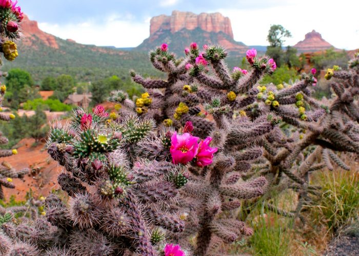 flowering cactus and Sedona red rocks