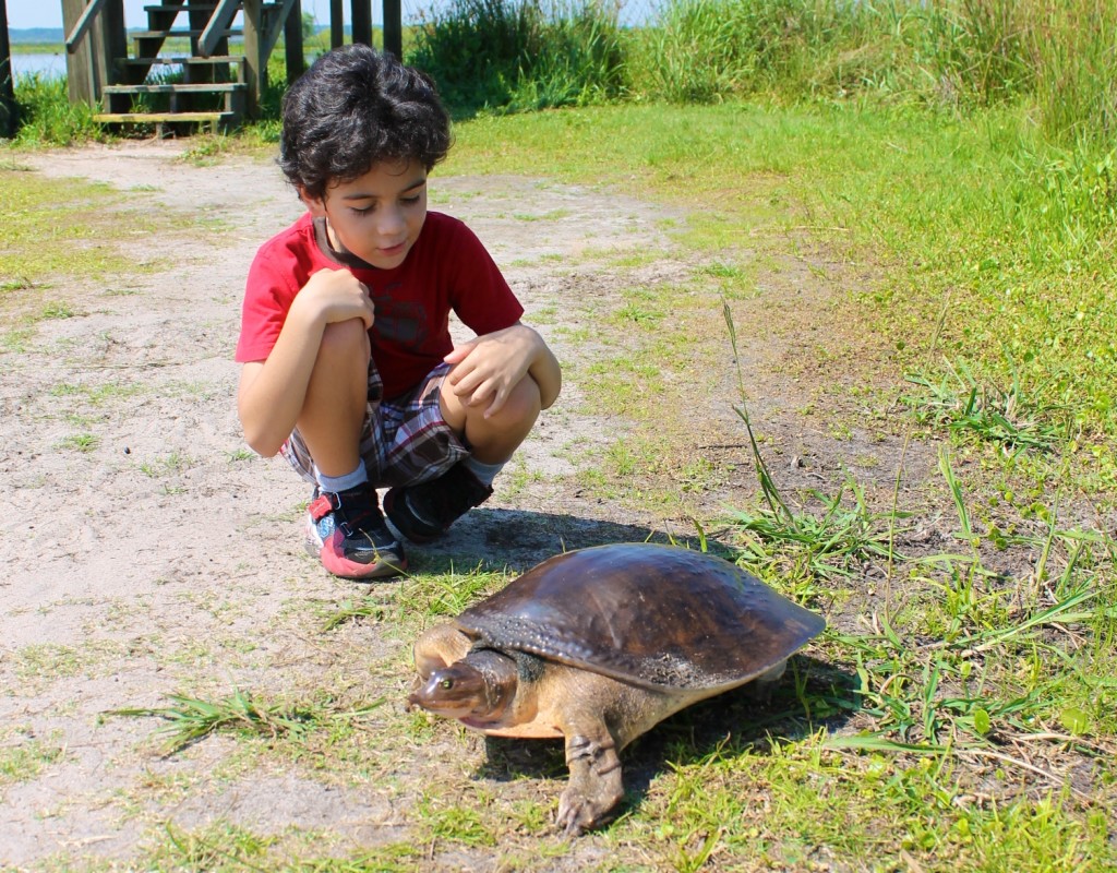 Florida soft shelled turtle at LaChua trail Gainesville