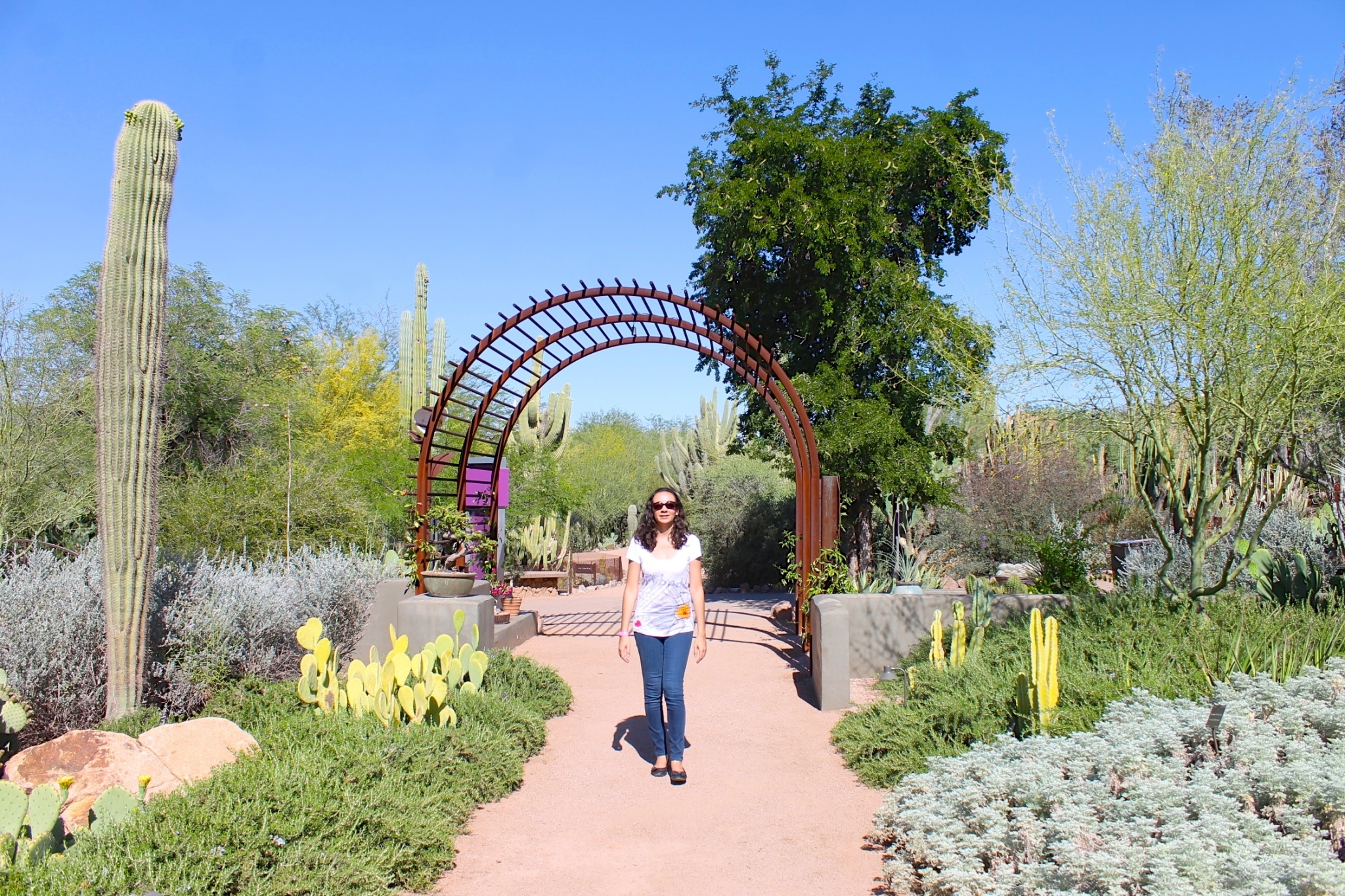 The Desert In Bloom At The Desert Botanical Garden In Phoenix