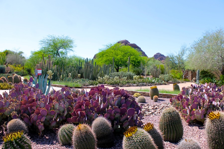 The Desert In Bloom At The Desert Botanical Garden in Phoenix