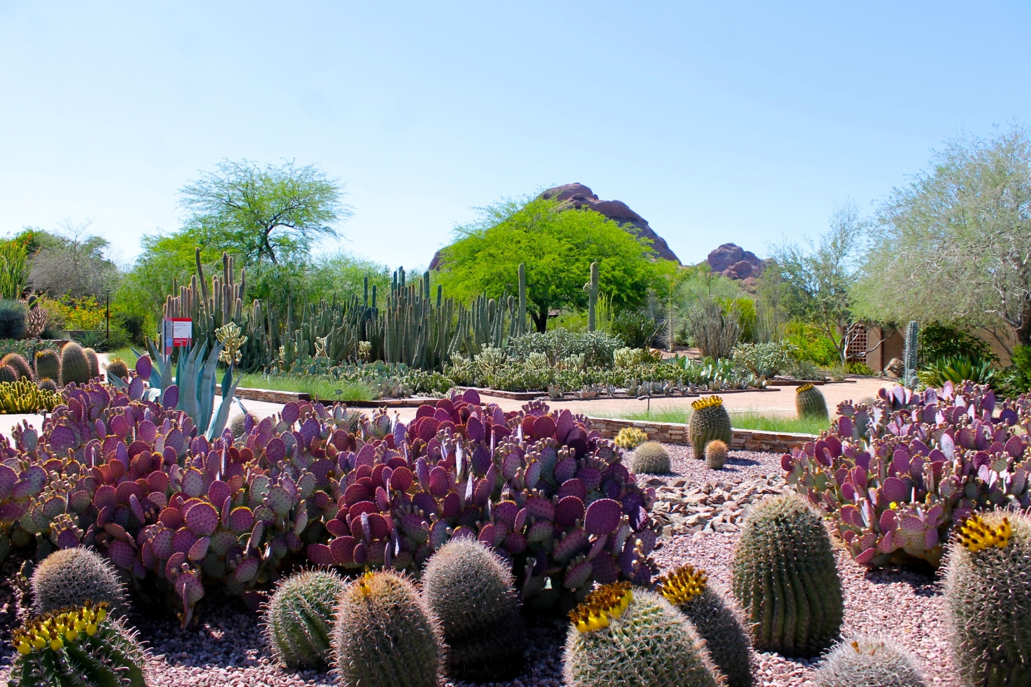 The Desert In Bloom At The Desert Botanical Garden in Phoenix - Growing ...