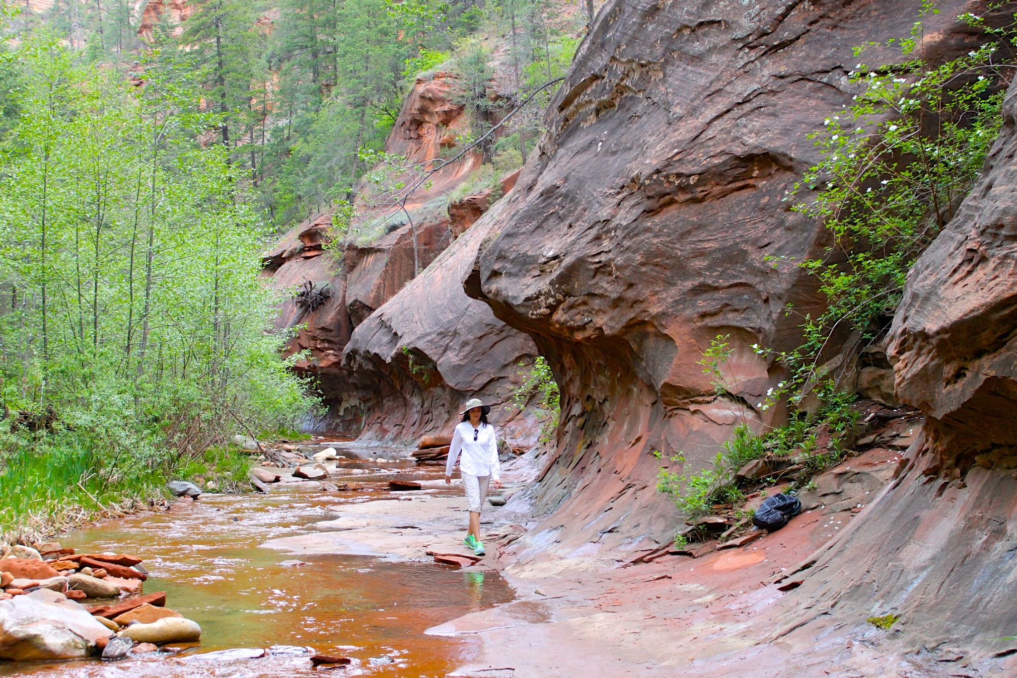 are dogs allowed in the west fork trail sedona