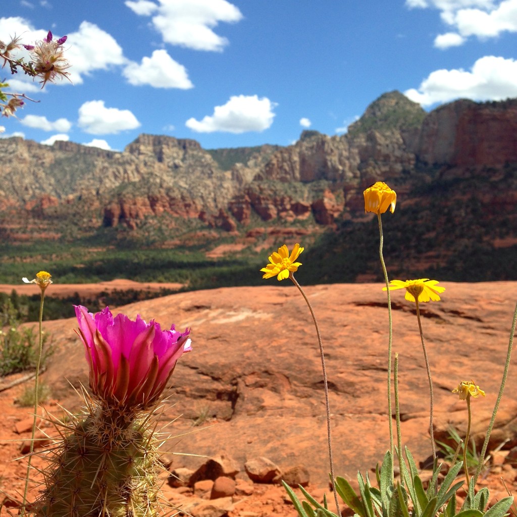 Cactus blooms in Sedona