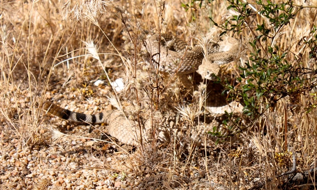 diamondback rattlesnake in Sonora desert