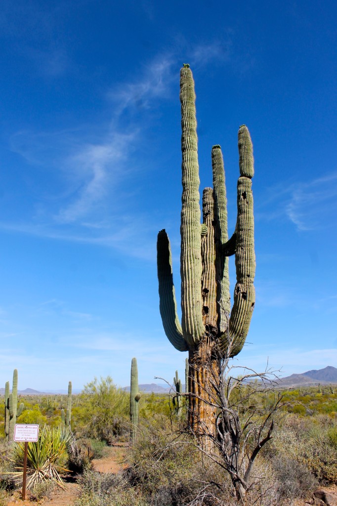 saguaro cactus in the sonora desert