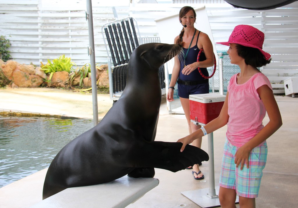 seal interaction at Theater of the Sea