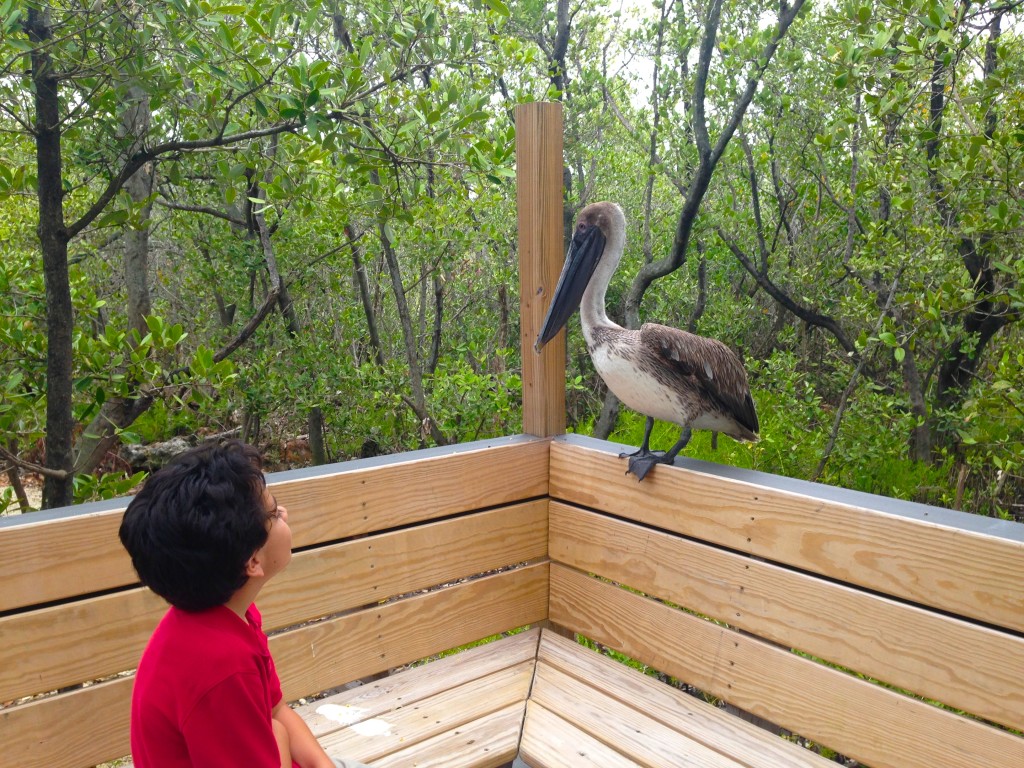 A brown pelican at the Florida Keys Wild Bird Rehabilitation Center in Tavernier.