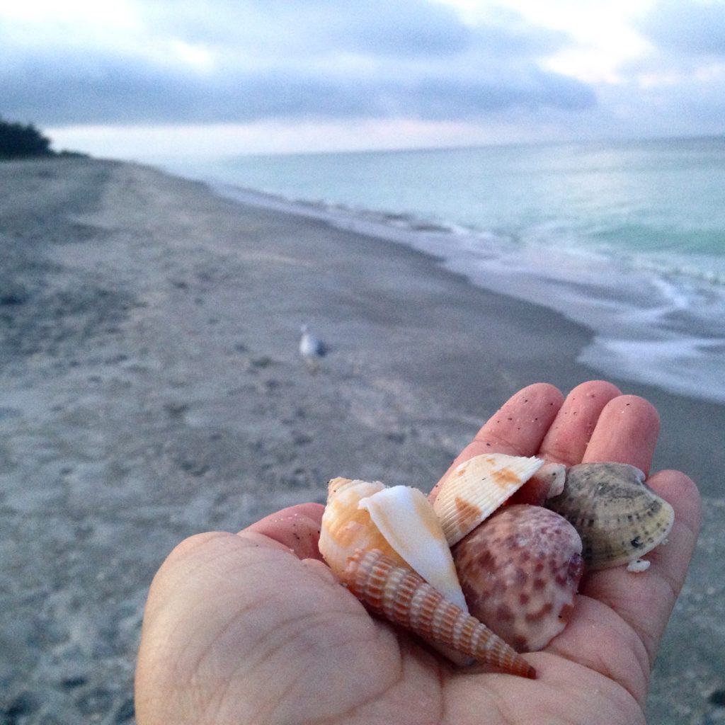 Seashells at the beach