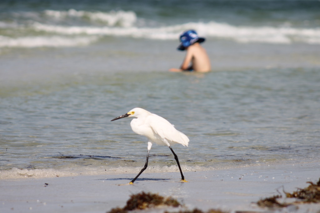 wading bird at the beach