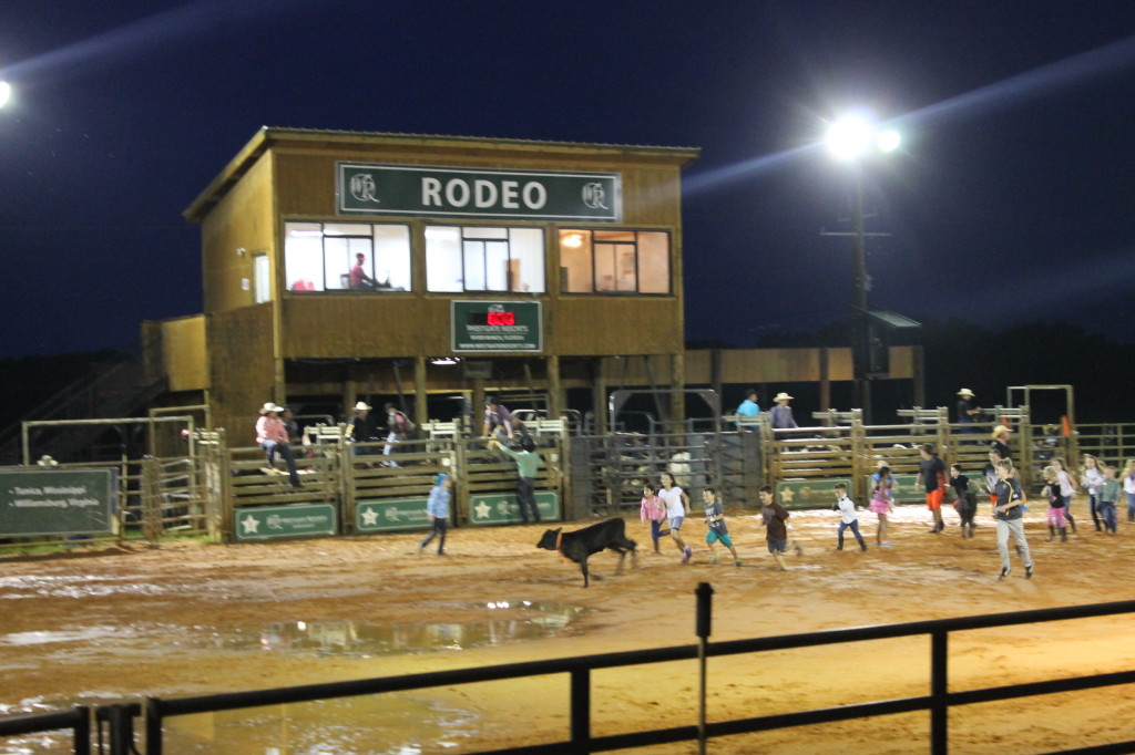 Cow scramble during the rodeo at Westgate River Ranch