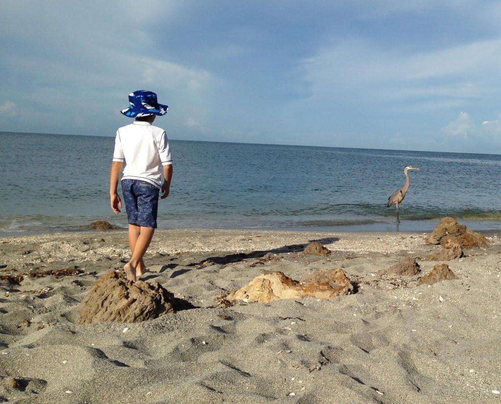 Venice beach Florida Caspersen beach boy with great blue heron