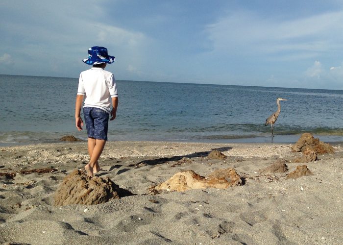 Venice beach Florida Caspersen beach boy with great blue heron