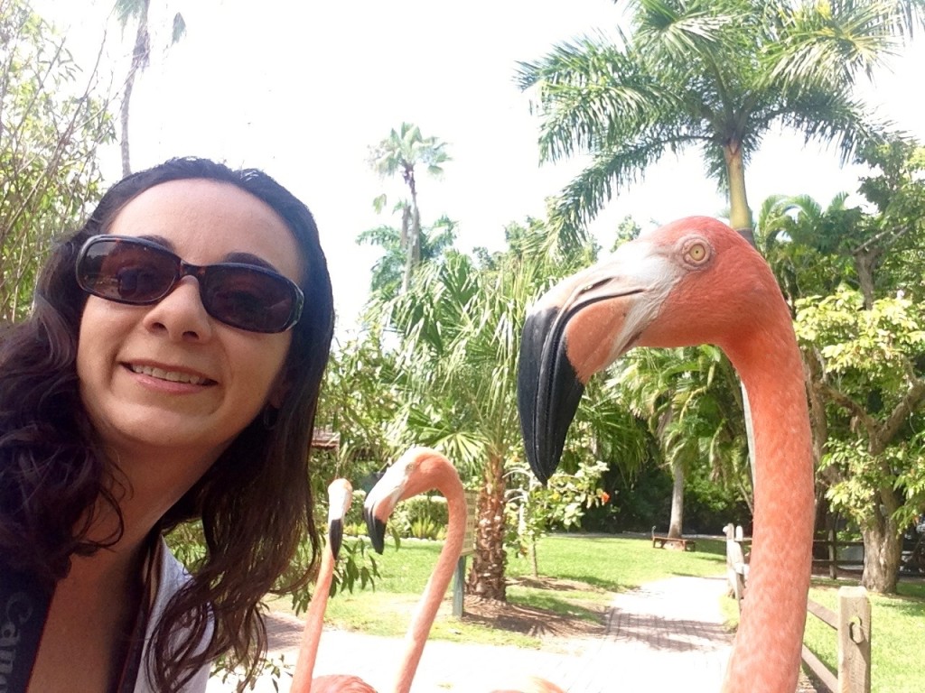 feeding flamingoes at Sarasota Jungle Gardens